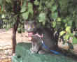 Souris